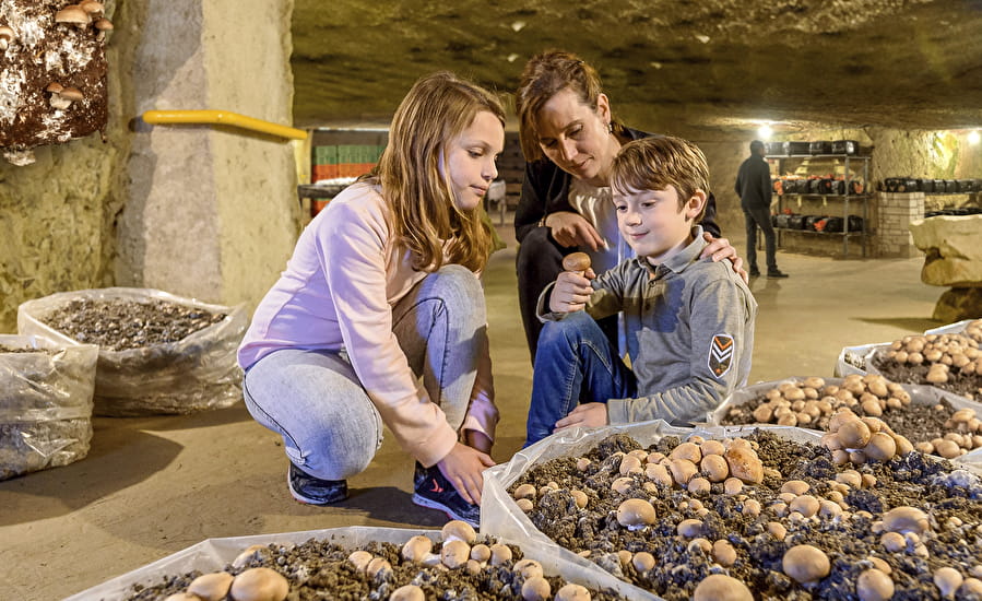 Location Château Sainte Radegonde : visitez des musées (champignons, musées des blindées)
