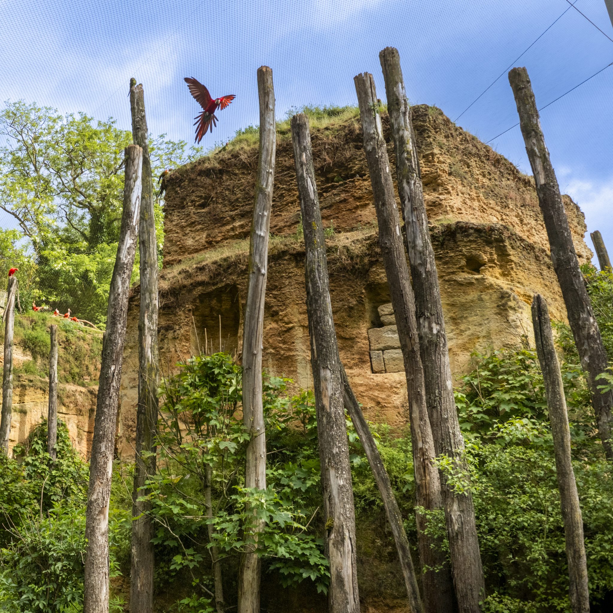Location Château Sainte Radegonde : visite du bioparc de Doué la Fontaine