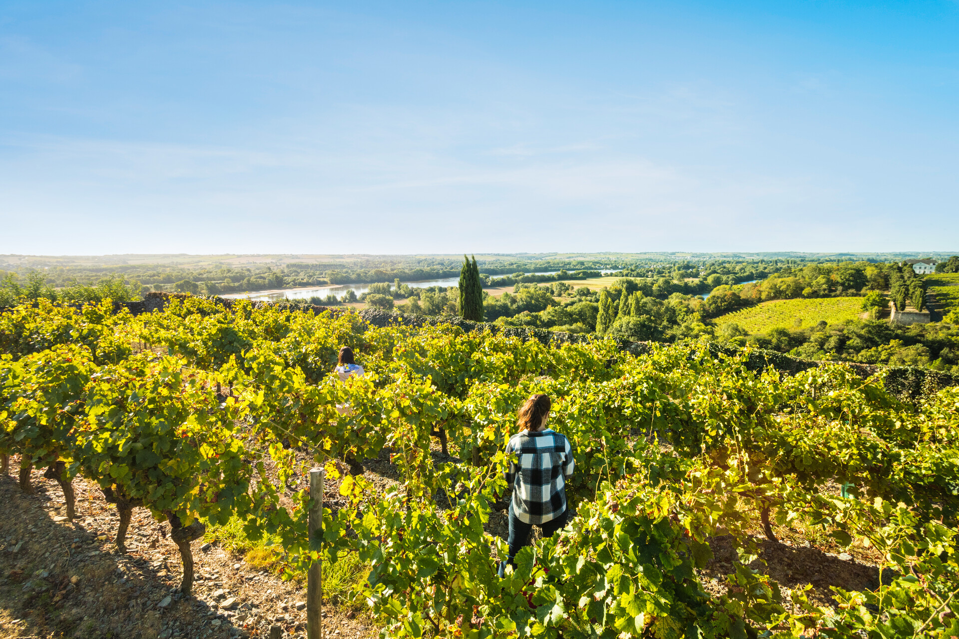 Location Château Sainte Radegonde : balade à travers les vignes et des vignobles