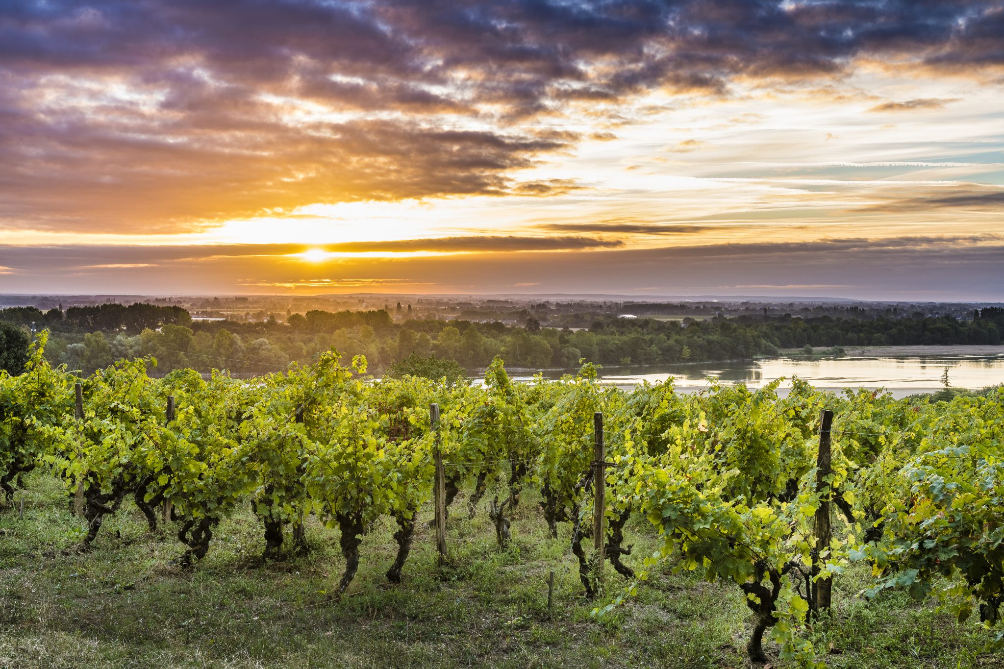 Grands Gite de groupe à Saumur et Angers : vignobles et visites de caves