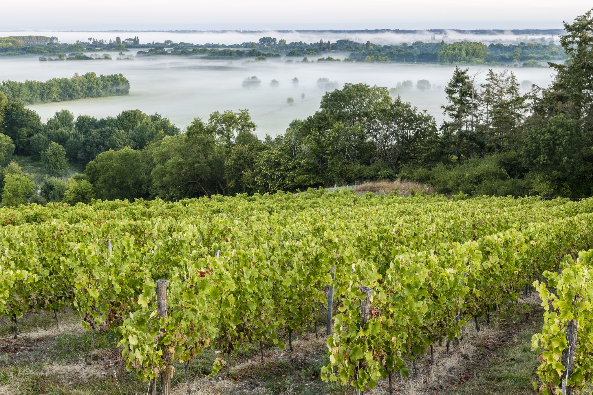 Location Château Sainte Radegonde : balade à travers les vignes