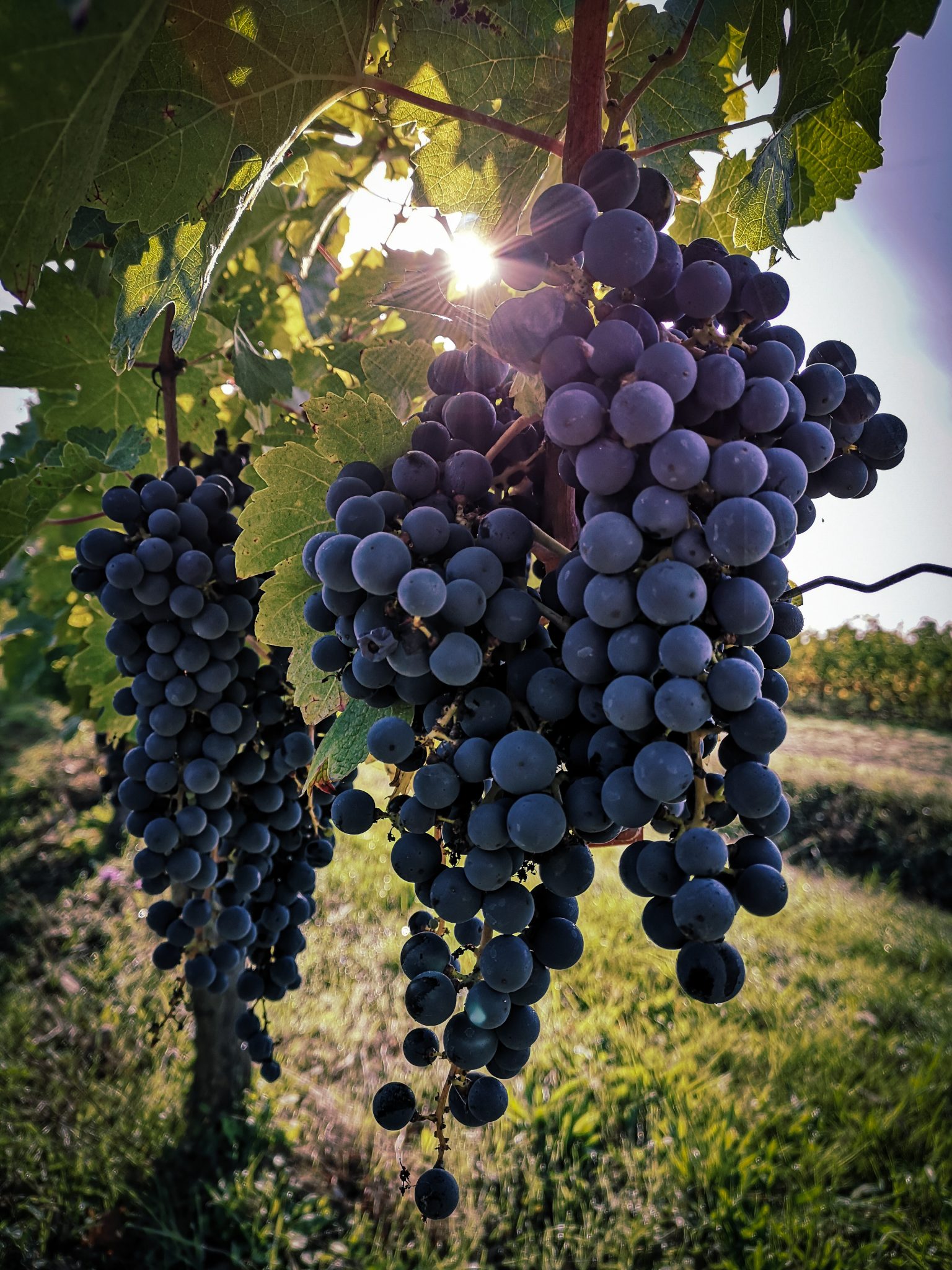 Grands Gite de groupe à Saumur et Angers : balade à travers les vignes