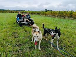 Grand Gite de groupe entre Saumur et Angers : activités animaux